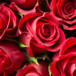 TM roses
