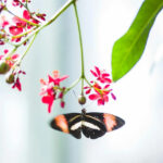 TM – transformation